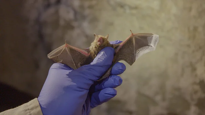 Meet the Woman Saving Missouri's Bats