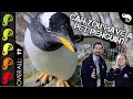 Penguin, The Best Pet Bird?