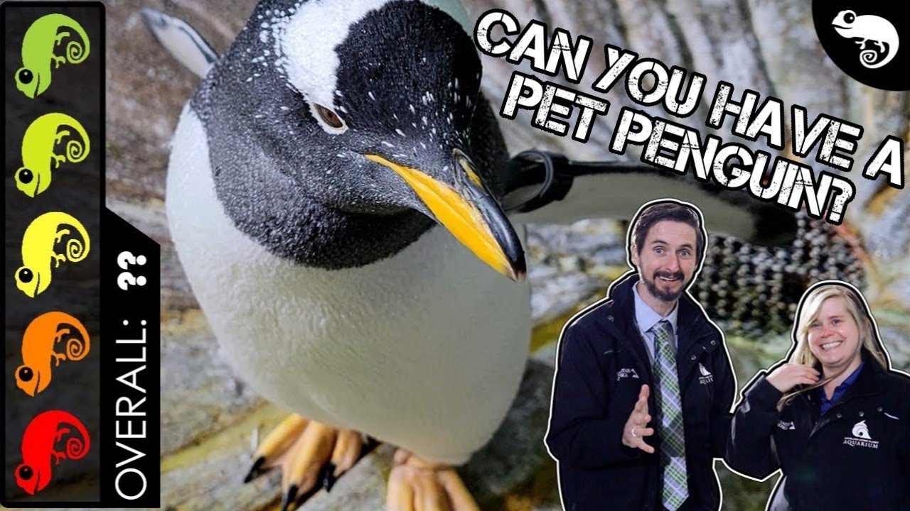 Penguin Names for Pets, Pokemon and Plushies