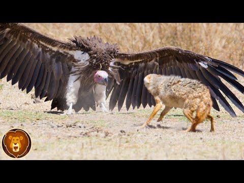 Vidéo: Marabou est un oiseau très intéressant et différent des autres