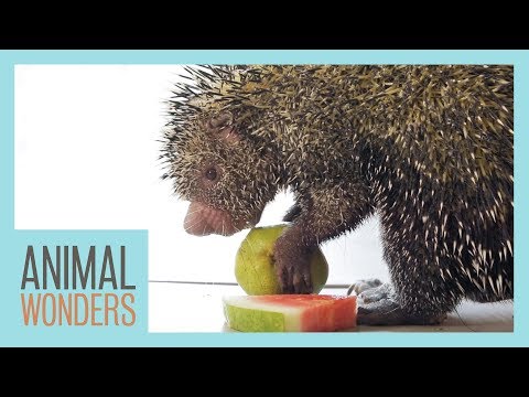 Porcupine syö hedelmiä