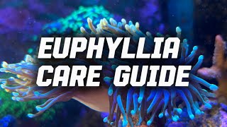 Top 5 tips for thriving hammer, frogspawn, and torch coral 