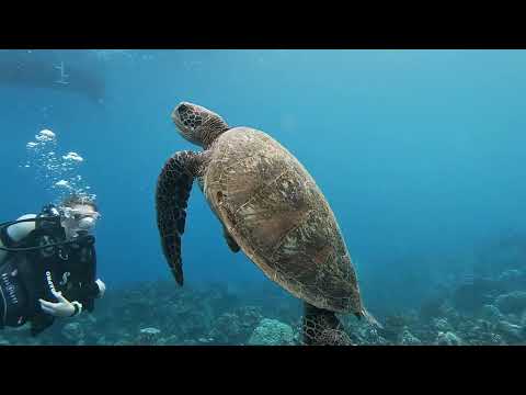 Fluid Dive Tahiti