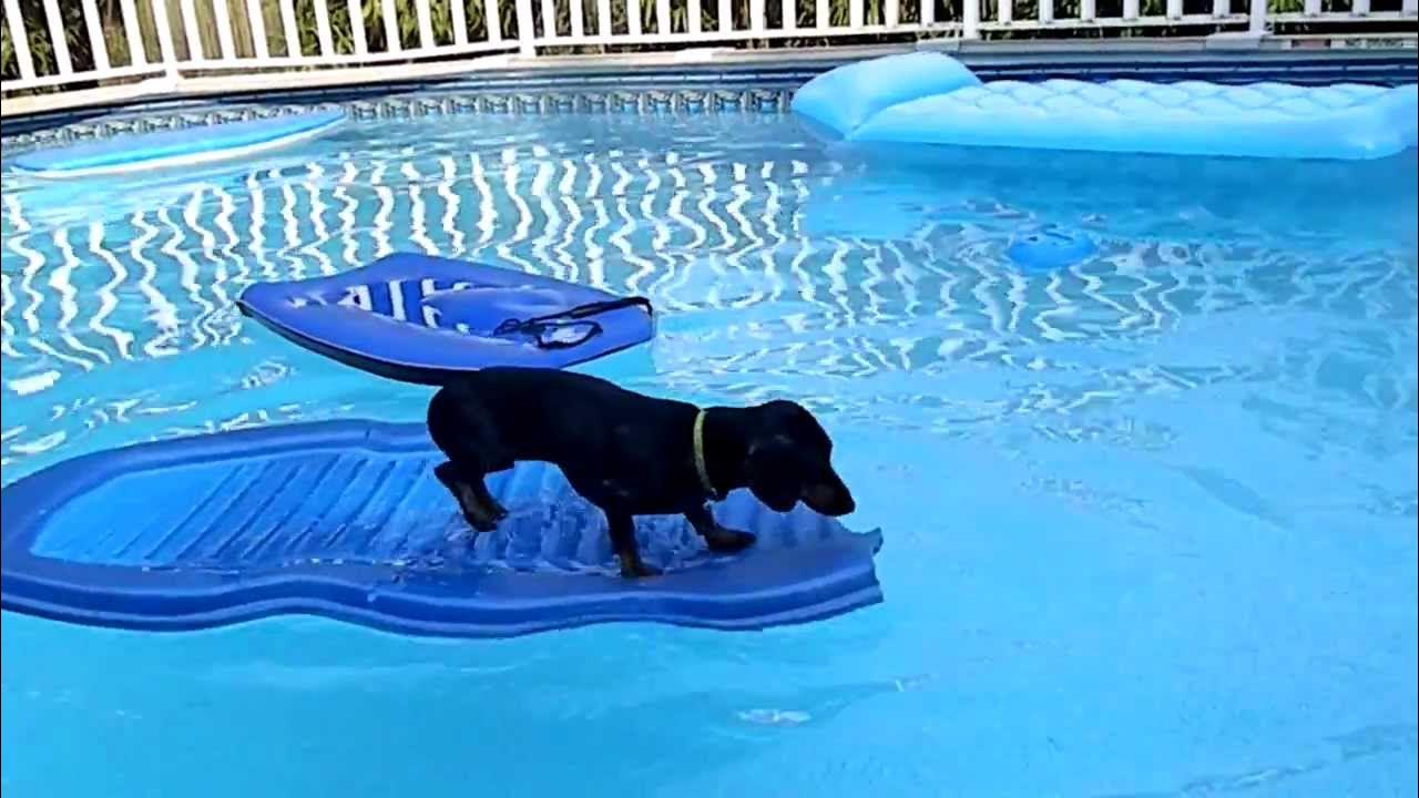 Surfing Weiner Dog - YouTube