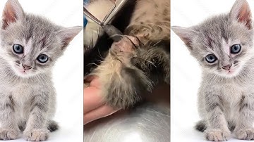 Botfly Removal From Kitten || Remove Mangoworms From Cat #2