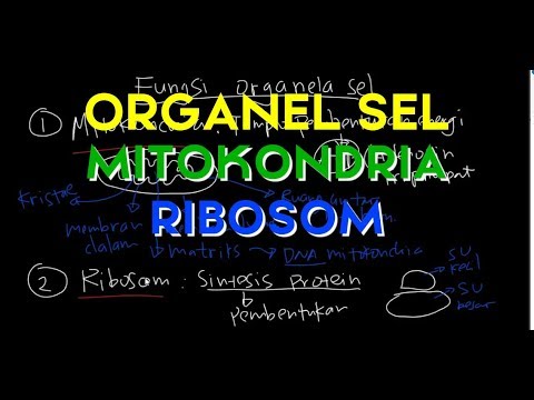 Organel Sel Ribosom, Mitokondria
