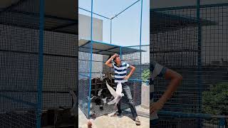 #pigeonlover #minivlog #kabutar #kabutar #minivlogaesthetic #pigeon #minivlogandroid #dailyvlog