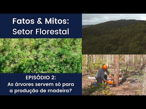 Fatos & Mitos: Setor Florestal - As árvores servem só para a produção de madeira?