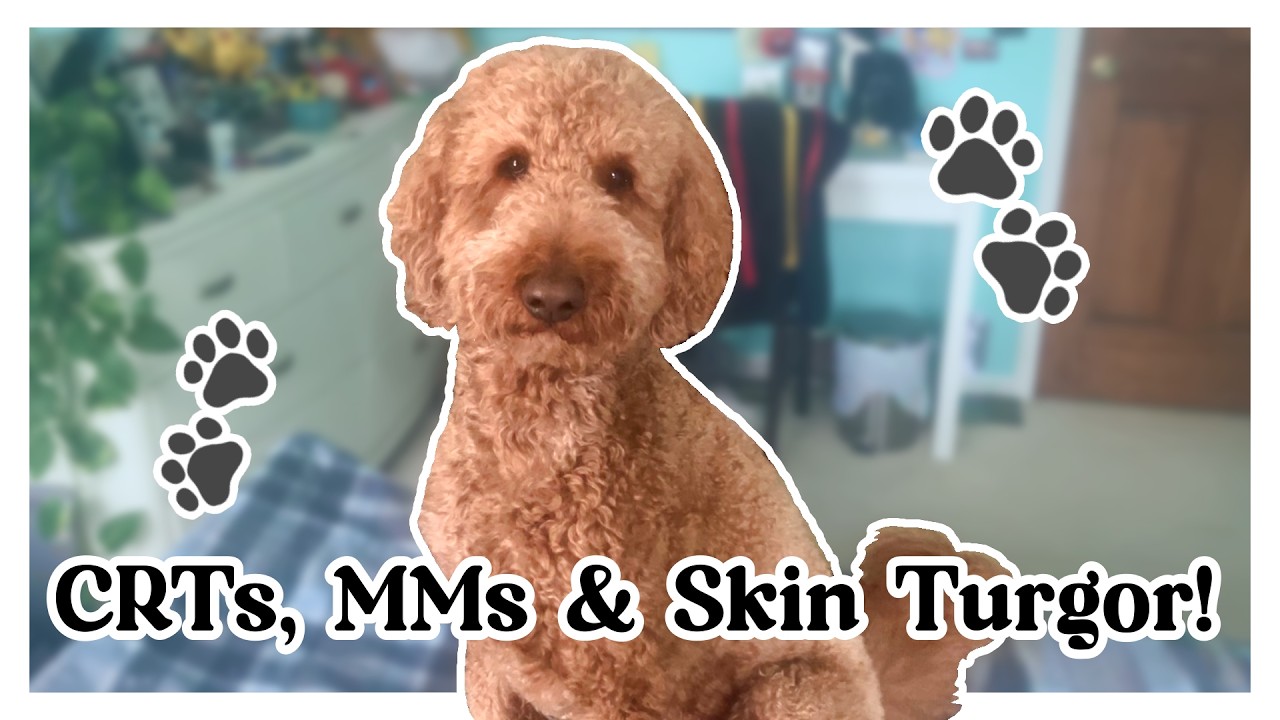 VETS 131 Perfusion Assignment