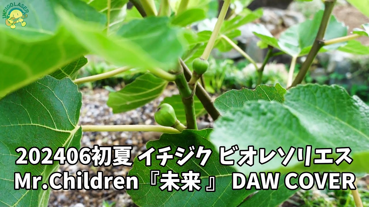 イチジク ビオレソリエス 無花果 2024年6月 - YouTube