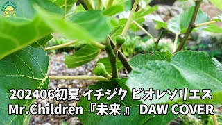 イチジク ビオレソリエス 無花果 2024年6月 - YouTube