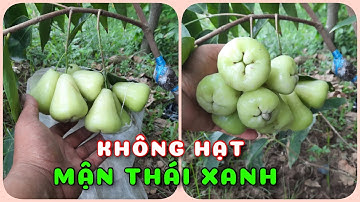 Cây mận thái xanh không hạt | 0386569374 - Ngọc Ngân Bến Tre | Chuyên cây độc lạ