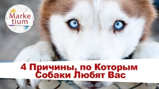 4 Причины, по Которым Собаки Любят Вас! 4 Причины, по Которым Собаки Любят Вас!