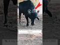 Weight of the Bull.. 🐃🦬#shorts #trending #viral