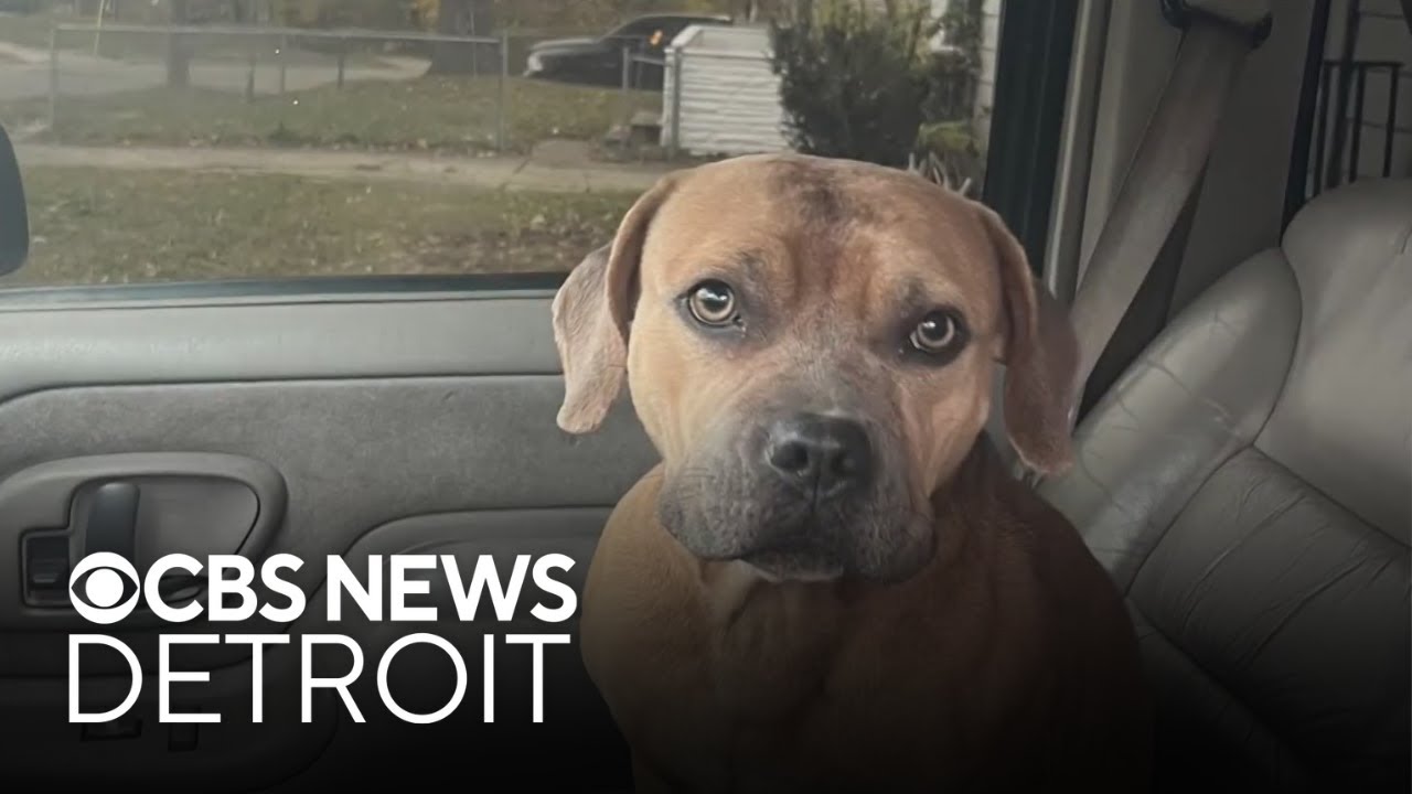 Michigan deputies shot, kill dog; owner speaks out - YouTube