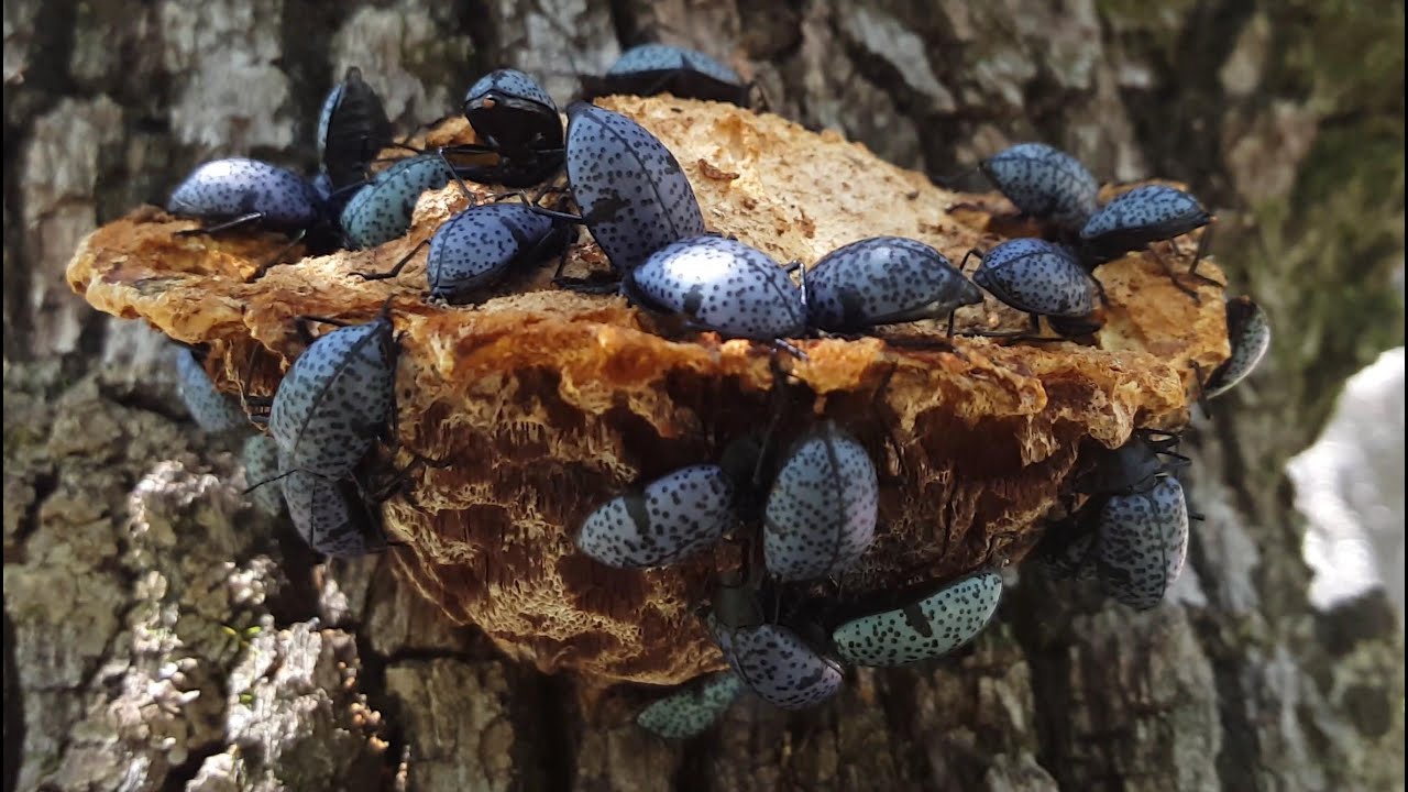 4K CC. Pleasing Fungus Beetles, Catching Amazing Pet Insects & Reptiles ...