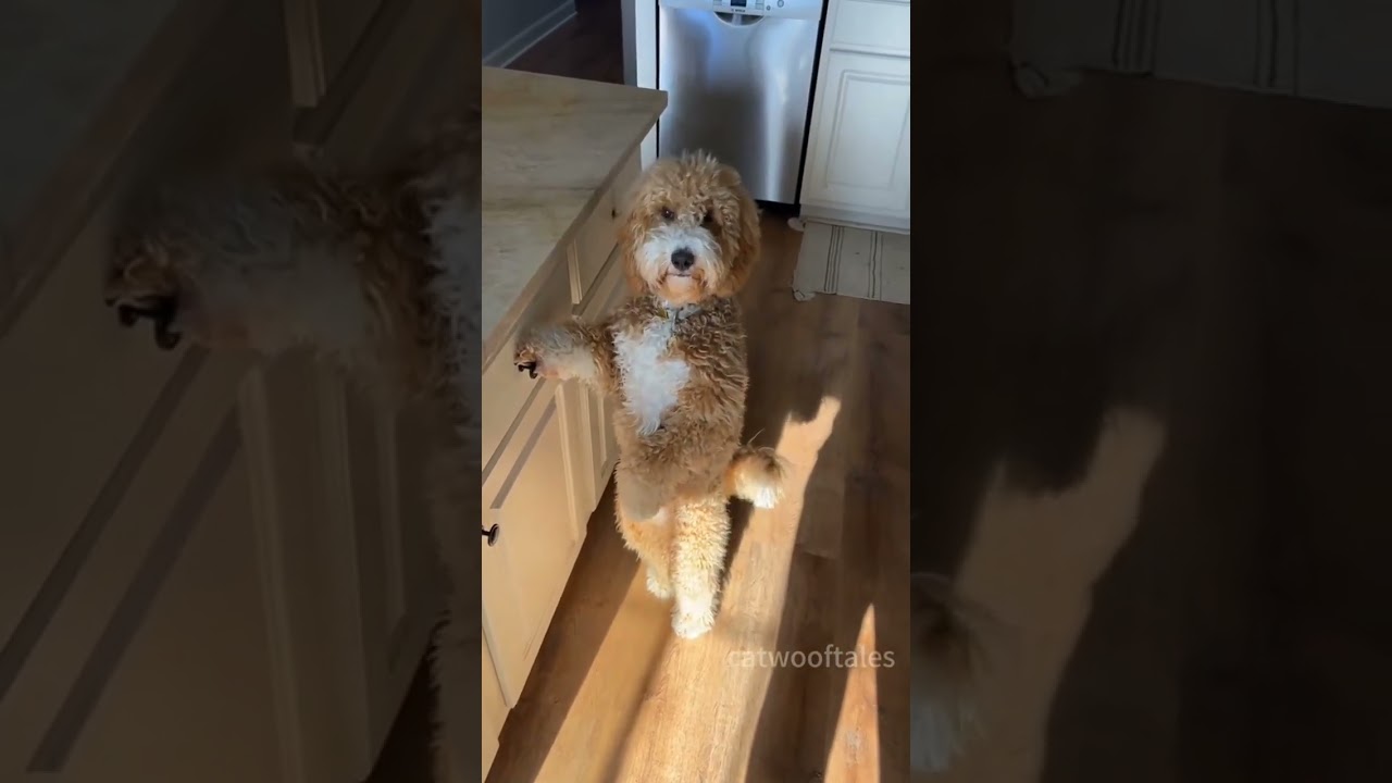 These Funny Animal Moments and Pranks Should Be Illegal Because They’re Too Hilarious