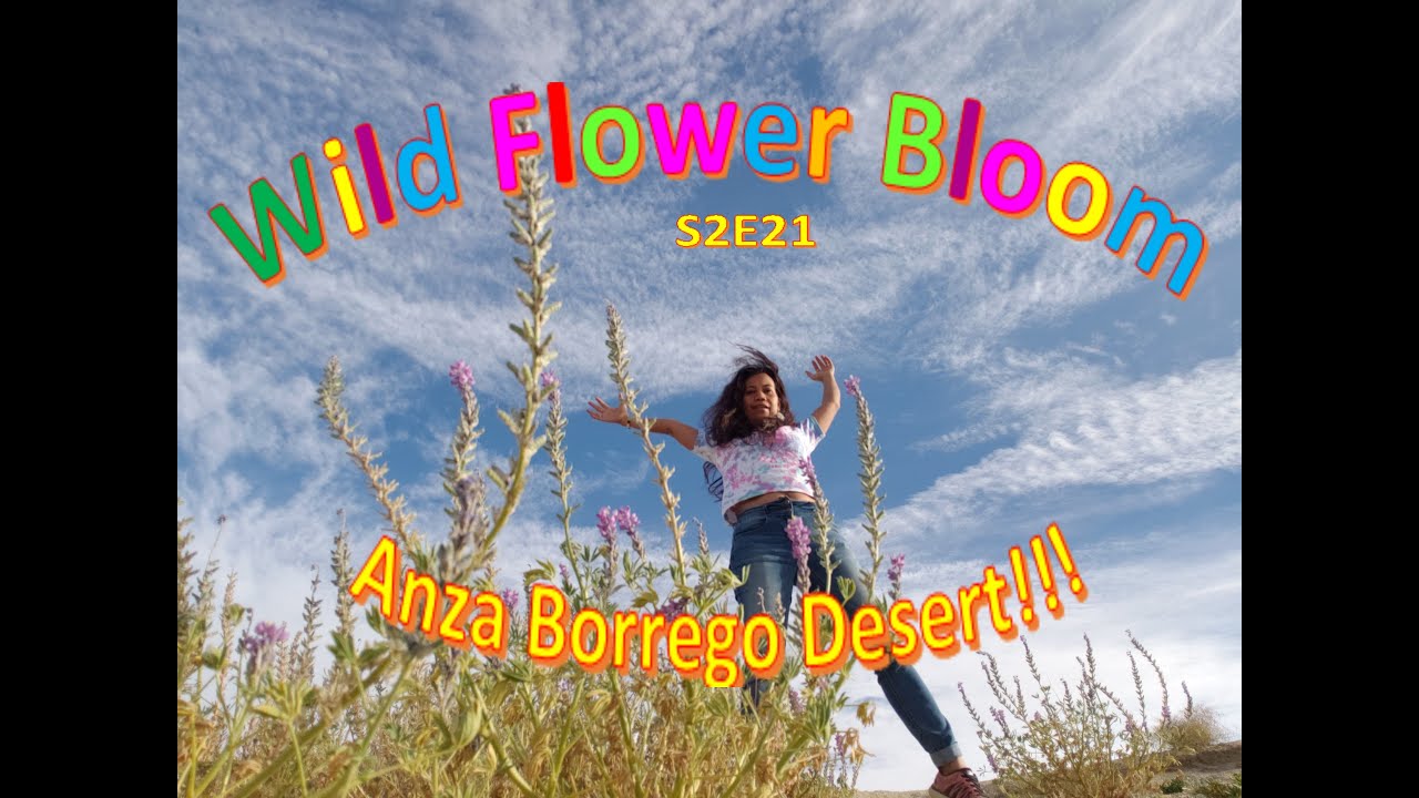 Anza Borrego Wildflower Bloom - S2E21