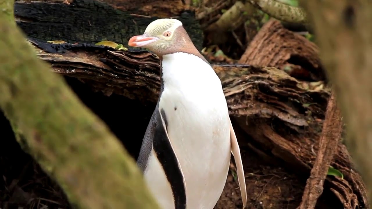 Yellow-Eyed Penguin - Elm Wildlife Tours