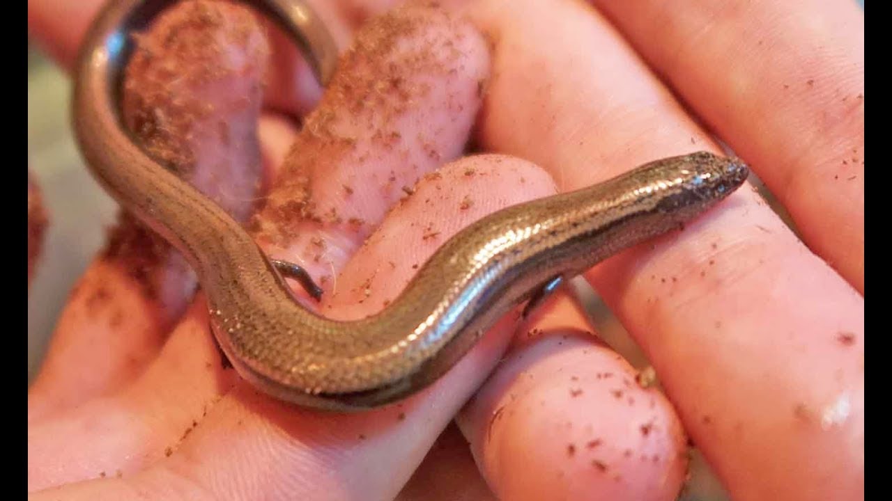 3 Toed Skink Feeding Frenzy! YouTube