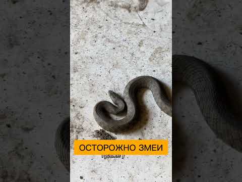Змеи в огромных количествах бегут от паводка в дома и гаражи, будьте осторожней.
