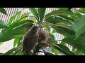 One Baby in a Sad Family | Bird Family