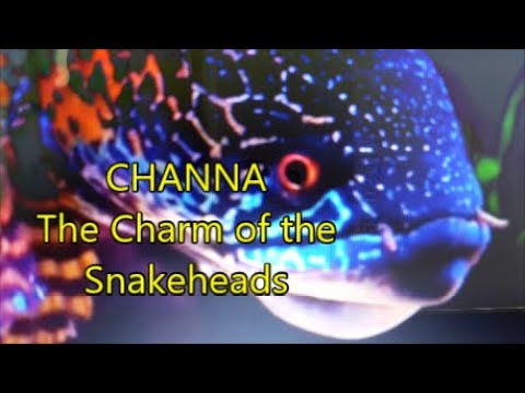 Video: Snakehead je ryba, ktorá sa ľahko pohybuje na súši