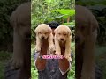 Labrador puppy sale #bangalore#Ooty#Kodaikanal#Sivakasi#pondicherry#hosur#tenkasi#labpuppies