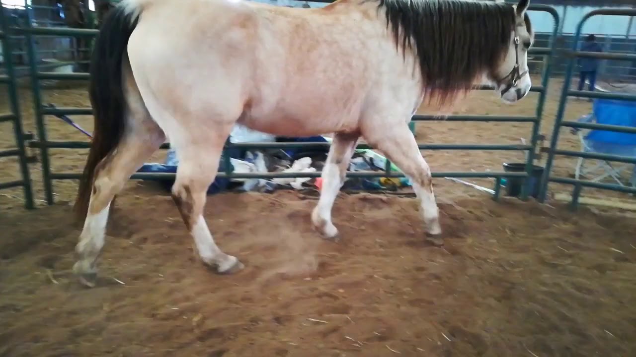 PSSM horse movement n/P1, n/P2, n/Px YouTube