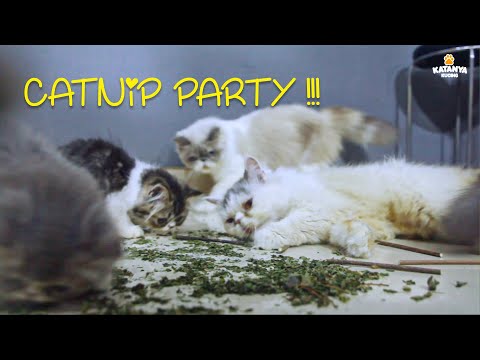 Video: Reaksi Pemakanan Pada Kucing
