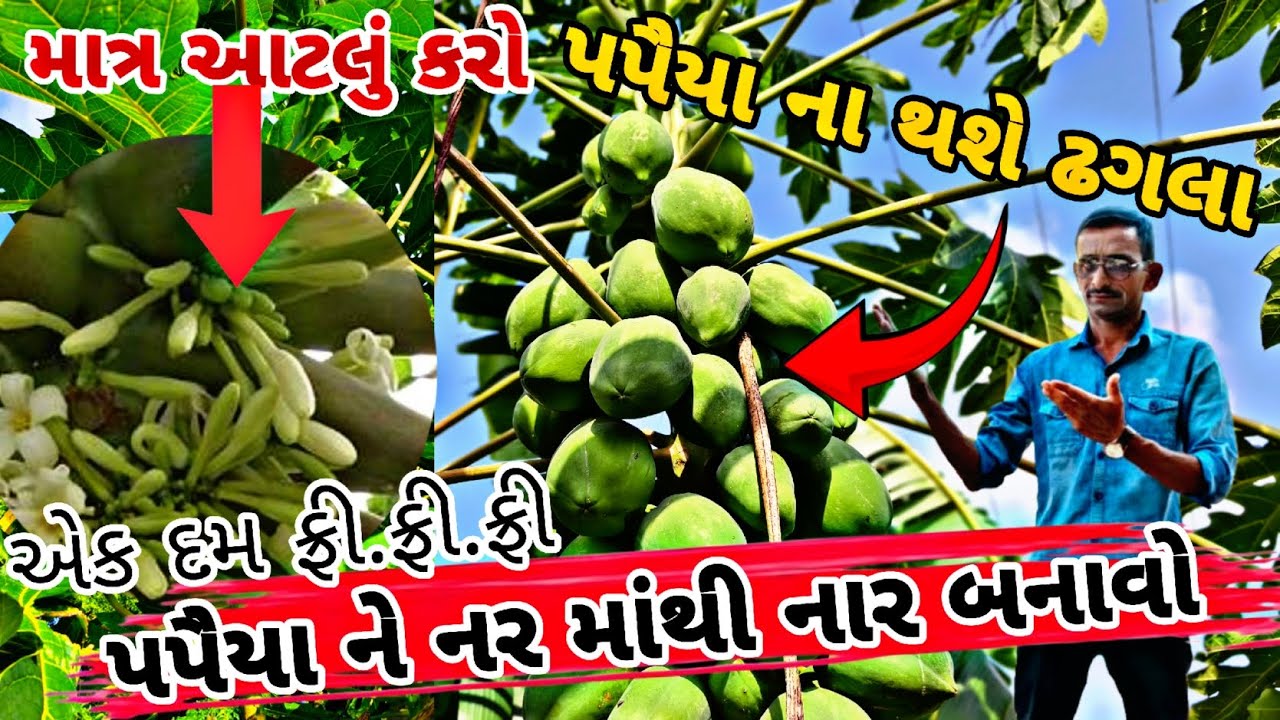 પપૈયા ને નર માંથી નાર કરવાની રીત || papaya mel female || એક દમ ફ્રી || @papa ni ladli vlogs 