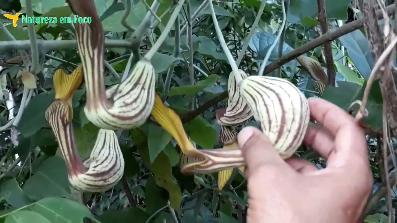A flor mais Linda que já encontrei - Flores exóticas da Amazônia