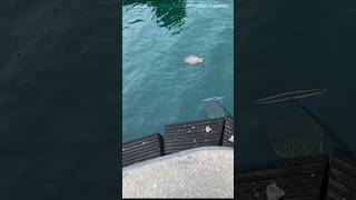 Strange Sea Creature Tears Net Then Truth Revealed 😳🌊 #Shorts #Viral