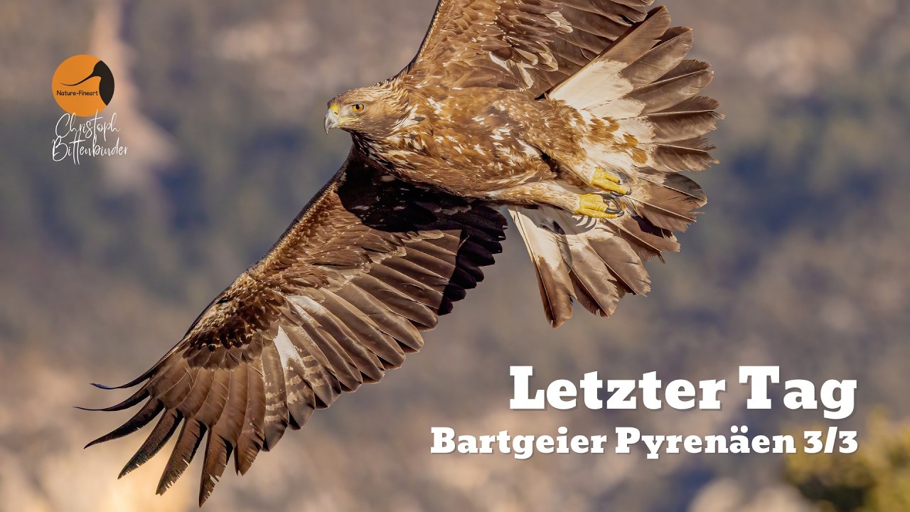 Steinadler und Bartgeier – der letzte Tag unserer Reise