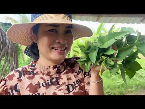 ប្រពន្ធសាវិនហ្វីលីព ជូនលុយដូនចាស់ក្បែរដីចម្ការ
