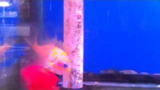 Royal Aqua World