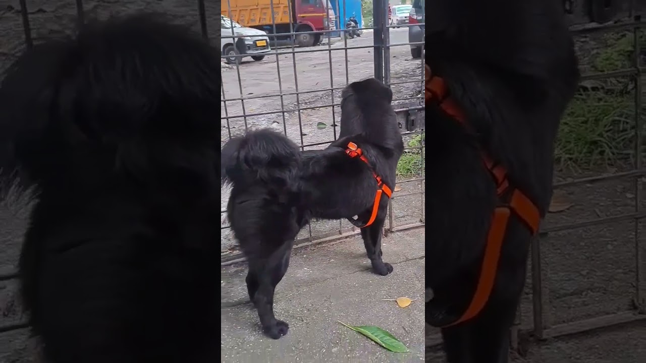 MoWgLi 211 | Check kr 