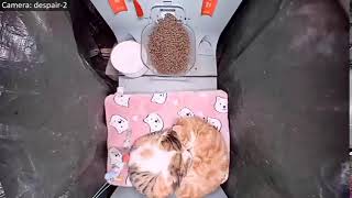 Street Cat Interactive Stream (Интерактивный Стрим Уличных Кошек)