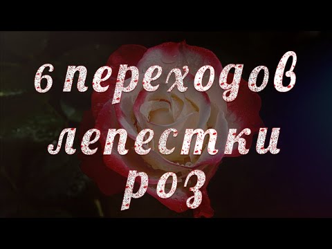 лепестки роз 6 переходов