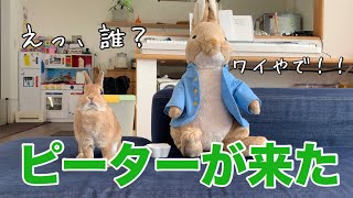ピーターさんと同棲することになりました！ #736