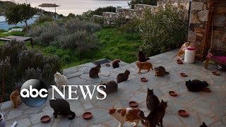 Job Post For Living At Cat Sanctuary On Greek Island Flooded With 35,000 Applications