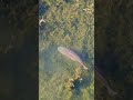#bigcarp #carplife #dji #dronevideo #fishingvideo #carpfishing #fishing #water