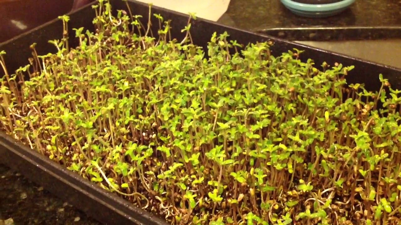 Hemp microgreens YouTube