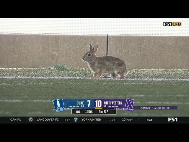 if six was nine RABBIT/ RUNNING初期 rabbit runs on field during college football game and mascot