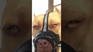 ЗЛАЯ СОБАКА…ЛУЧШИЙ ПИТБУЛЬ в РОССИИ…ЧЕМПИОН РФ…American Pit Bull Terrier…#grafbalas #shorts #pitbull