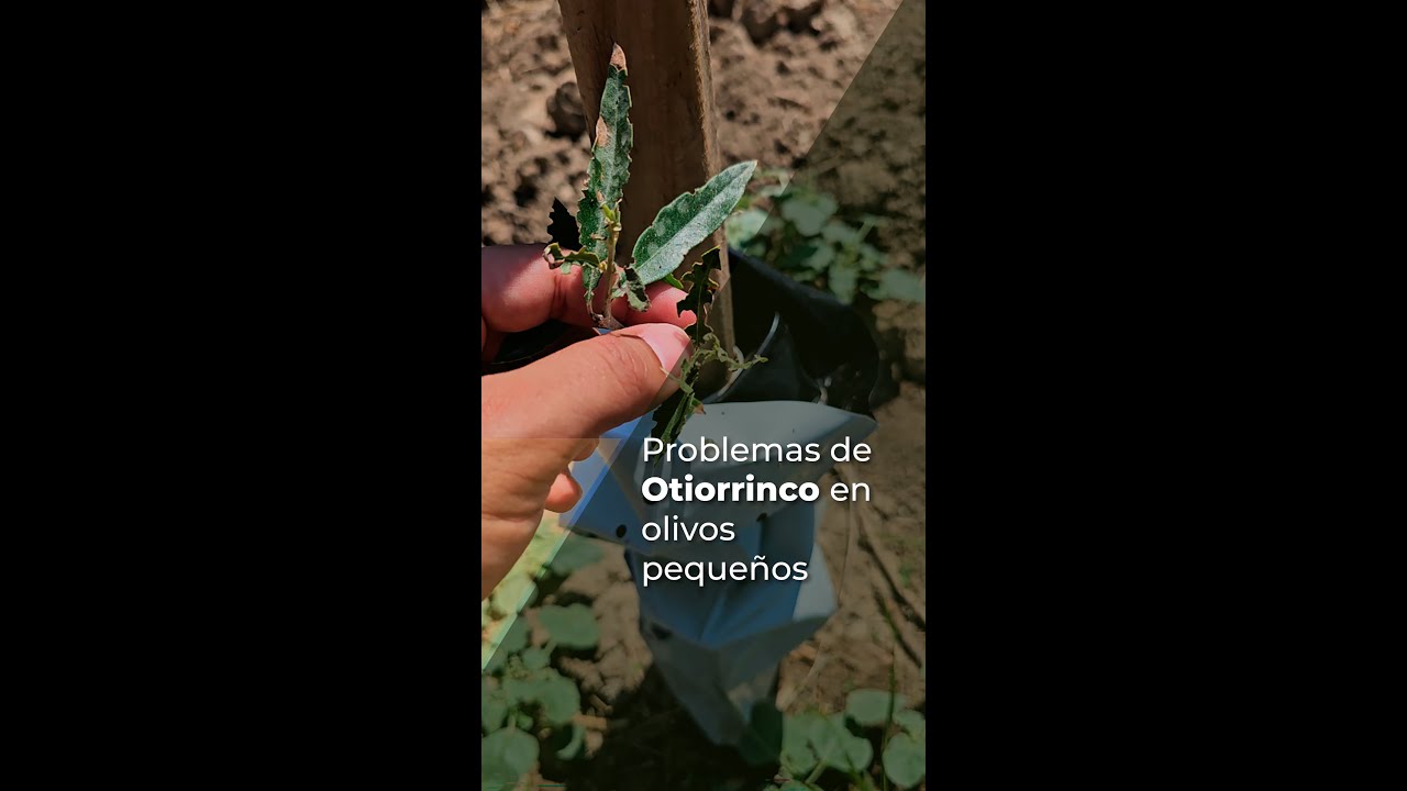 PROBLEMAS DE OTIORRINCO EN OLIVOS PEQUEÑOS