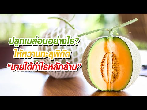 ปลูกเมล่อนอย่างไร?? ให้หวานทะลุพิกัด ขายได้กำไรหลักล้าน
