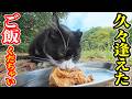 なかなか逢えなかった猫にご飯をあげると・・・ さくらねこへのエサやり【視聴だけでも猫たちを助けることになります】支援者様 視聴者様 猫たちに神のご加護を！