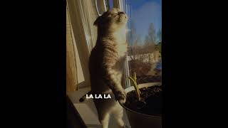 HOW DEEP IS YOUR LOVE #cat