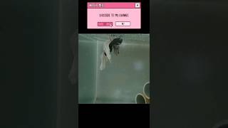 breeding Betta fish #shorts #ytshorts #breedingbettafish #bettafish #breeding #betta #ytshorts #yt